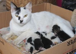 cat with kittens in a carton