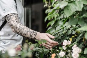 hand in tattoos over a bush