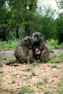 Wildlife in South Africa