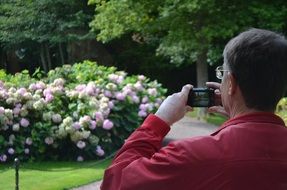 man takes pictures of a Bush of flowers