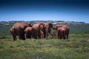 elephants wildlife african