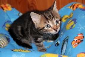 kitten on the bed