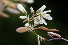large amelanchier