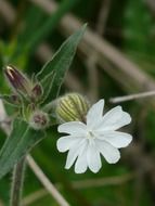Macro Picture of white lichtnelke