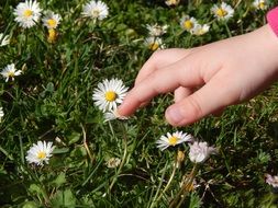 baby hand on daisies close up