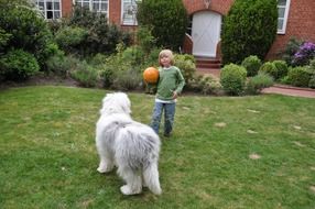 child holding orange ball with a beautiful and cute big dog in the backyard