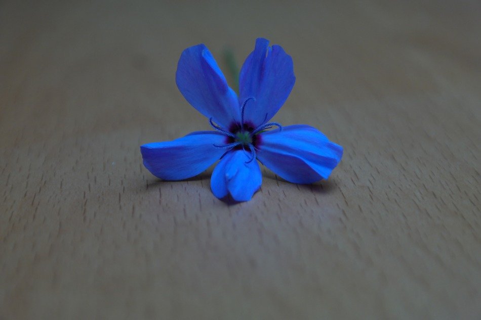 bright blue flower in the floor