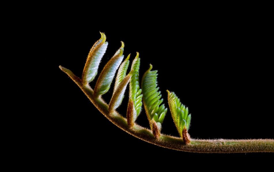 young leaves on the branch