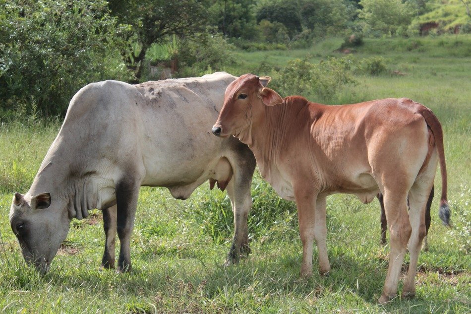 Cow and kettle on the meadow