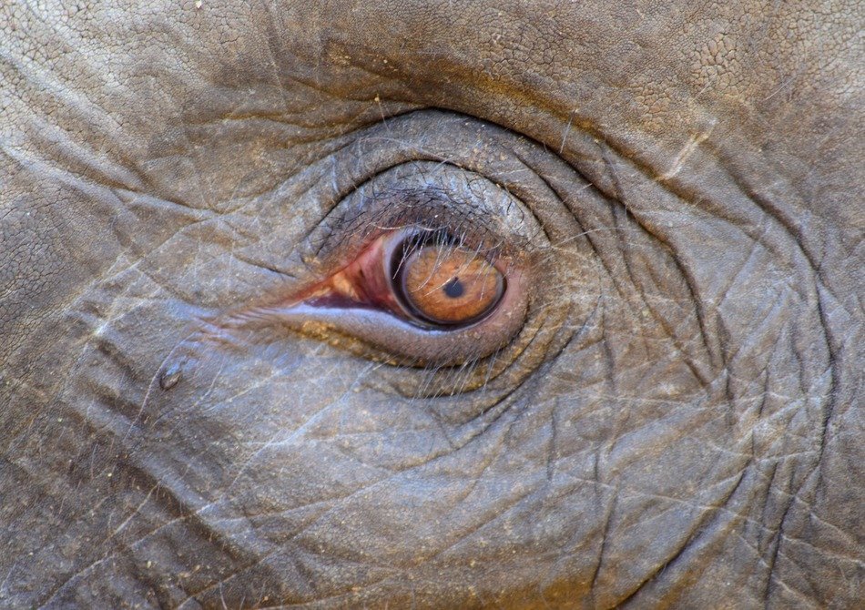elephant’s eye close up