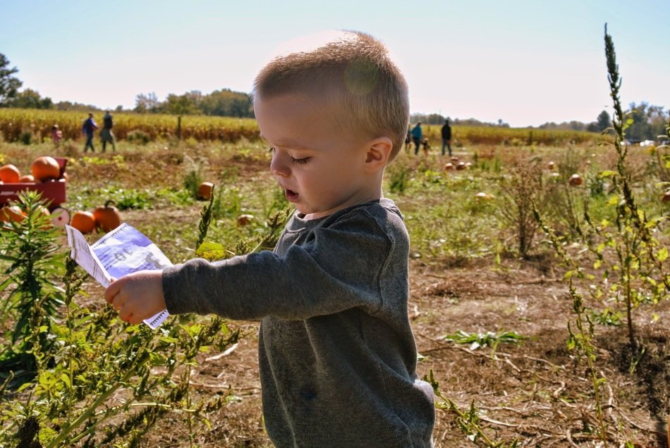 baby on a sunny field on a farm