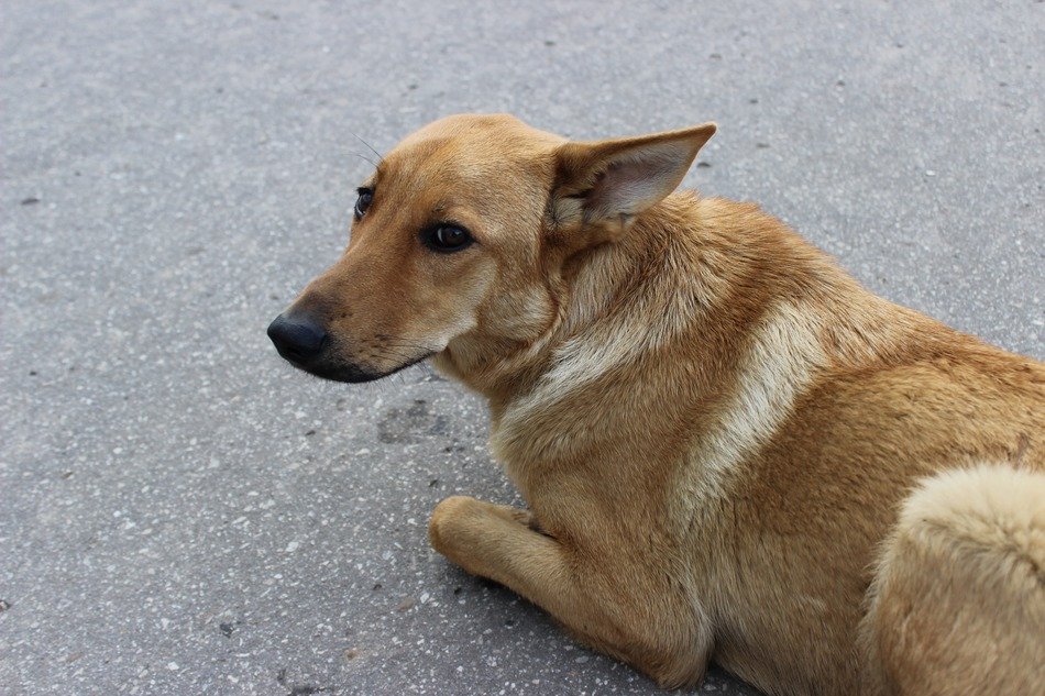 homeless red pet