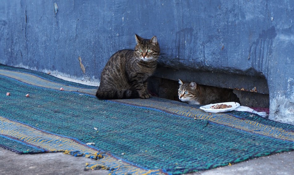 cute cats live in the basement