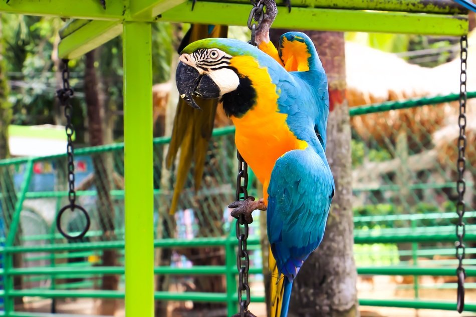 insanely beautiful parrot