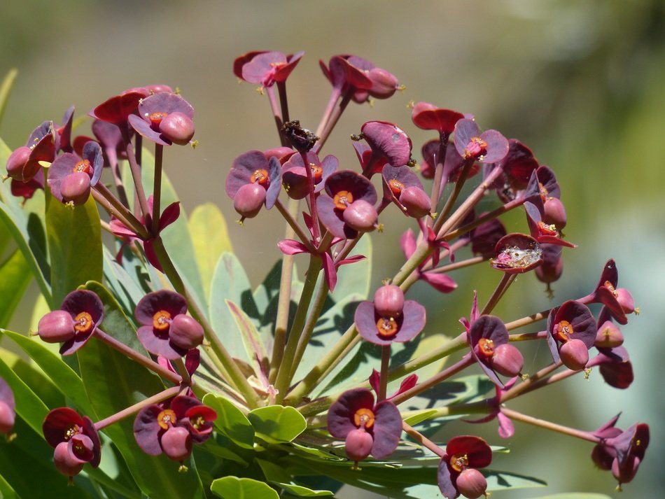 burgundy spurge on Tenerife