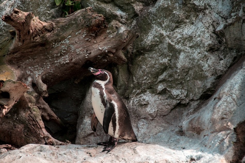 Penguin on the background of stone