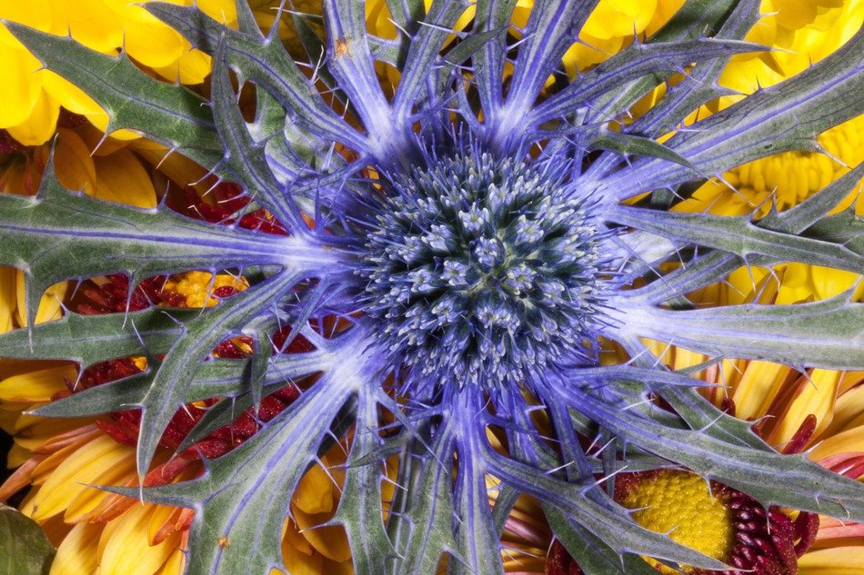 purple flower inside