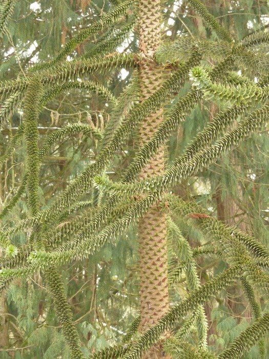 exotic plant Araucana