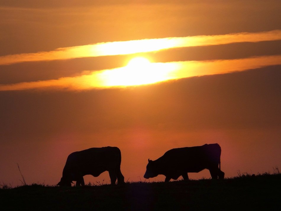 silhouettes of two cows on a background of orange sunse