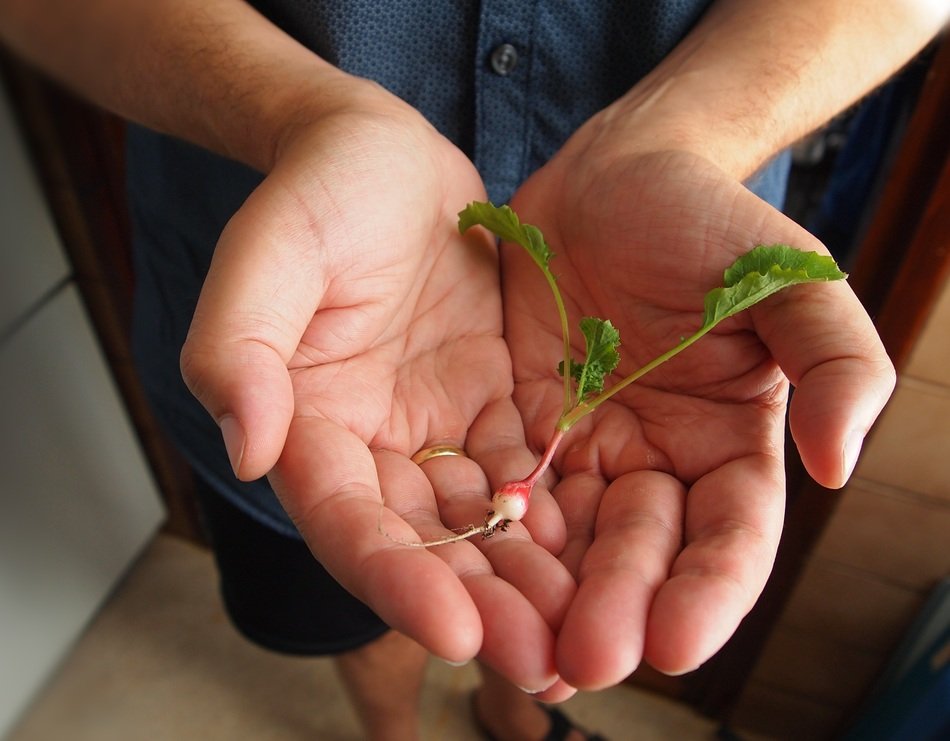 photo of a young iris on a hand