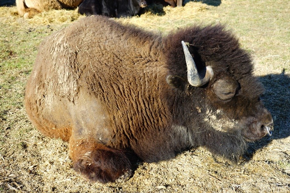 wisent young european bison resting on land