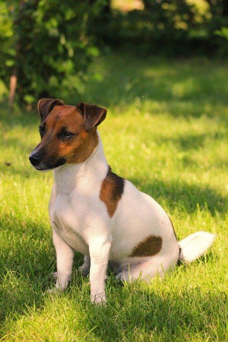 cute dog breed Jack Russell in the grass