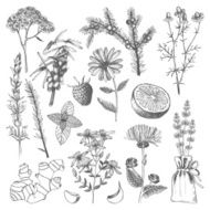 Ink hand drawn medicinal herbs