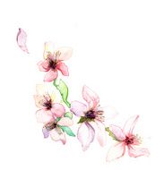 The spring branch dissolve flowers watercolors isolated on the white