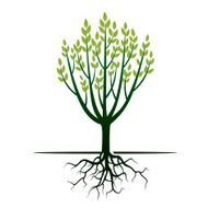 Green Tree and Roots N6