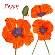 Poppy flower and bud