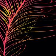 peacock feather in black background