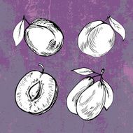 Hand drawn plum on grunge violet background