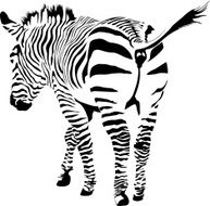 Zebra N16