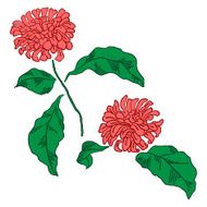 Vector illustration with chrysanthemums