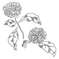 Vector illustration with chrysanthemums N2