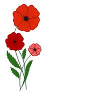 red poppies on a white background N4