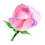 beautiful rose watercolor hand-painted isolated on white background