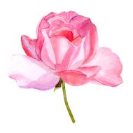 beautiful rose watercolor hand-painted isolated on white background N2