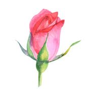 beautiful rose watercolor hand-painted isolated on white background N3