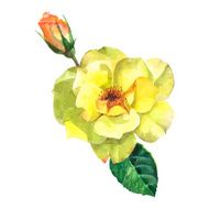 beautiful rose watercolor hand-painted isolated on white background N4
