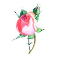 beautiful rose watercolor hand-painted isolated on white background N5