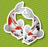 Two kois fish swimming