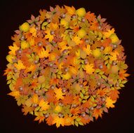 Circle shaped autumn leaves background