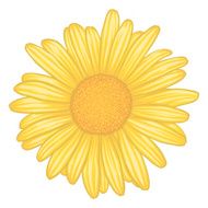 yellow daisy flower with effect watercolor isolated on white