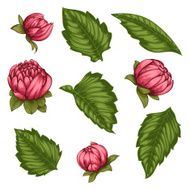 Beautiful Vector flowers set Colorful floral collection with leaves and flowers