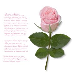 Pink rose flower hand drawn for your design Vector