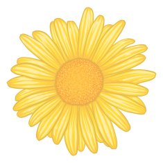 yellow daisy flower with effect watercolor isolated on white