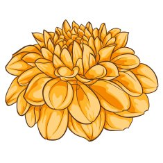 beautiful dahlia isolated on white background N2