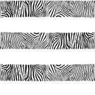 Stripes of zebras
