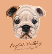 Vector Illustrated portrait of British Bulldog